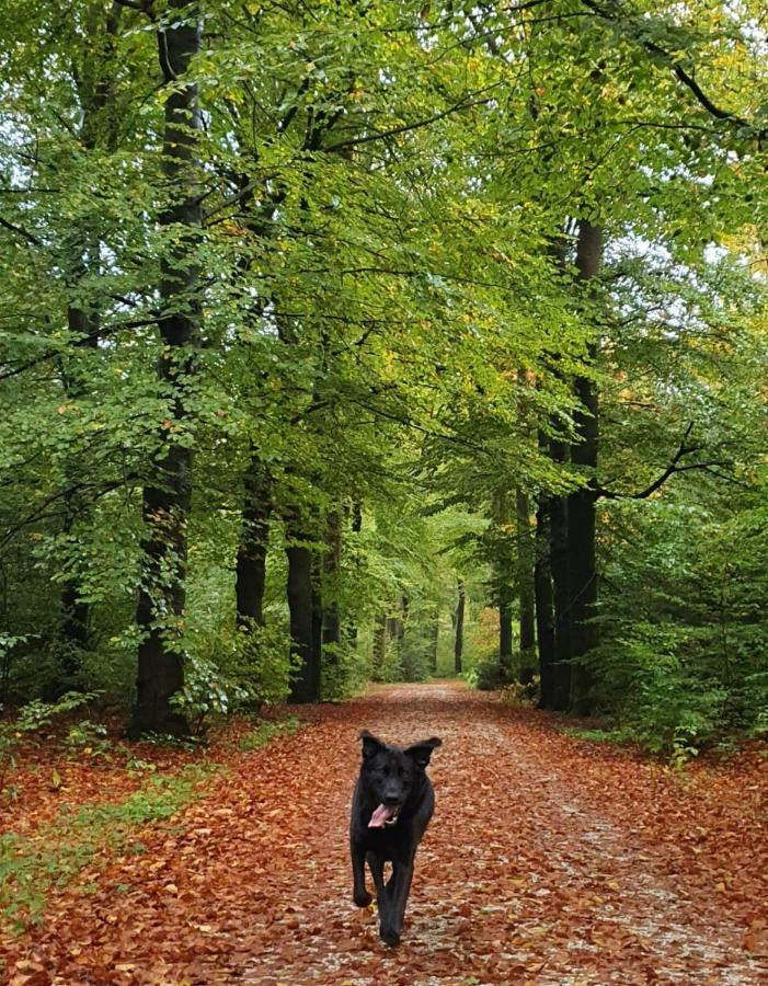 Luxe Zomerwoning Met Omheinde Tuin Voor Hond En Kinderen Dirkshorn Luaran gambar
