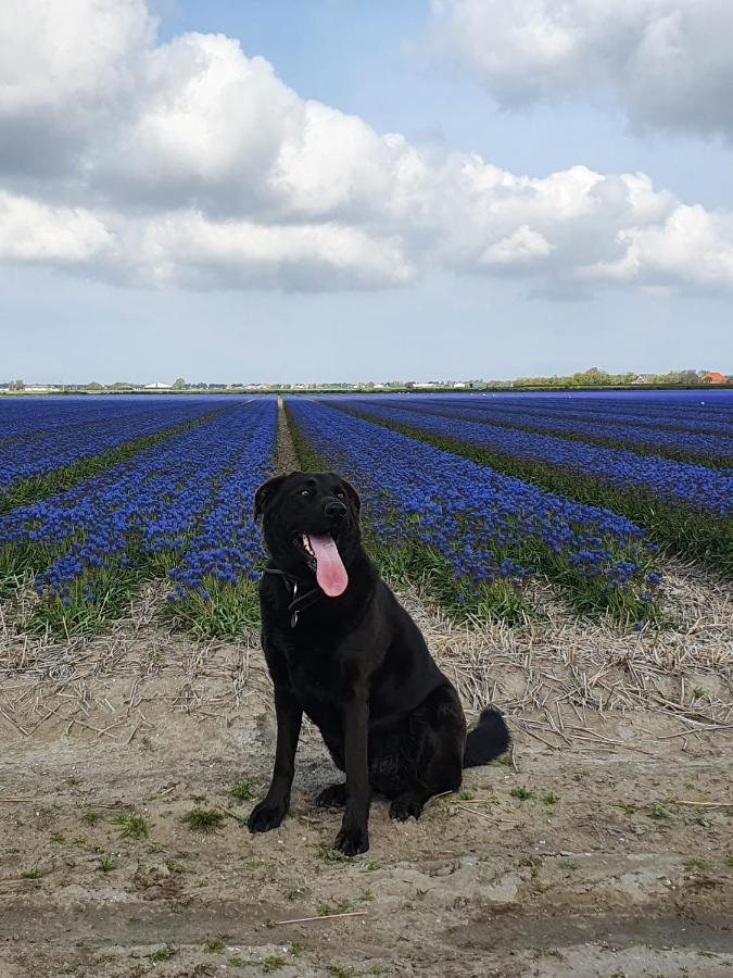 Luxe Zomerwoning Met Omheinde Tuin Voor Hond En Kinderen Dirkshorn Luaran gambar